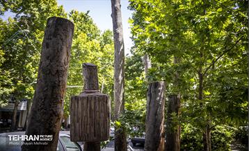 جان دوباره در درختستان 5