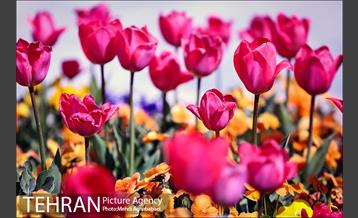 لاله های بوستان یاسمن 6