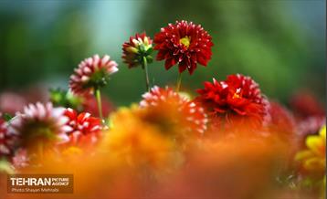 نوزدهمین نمایشگاه گل و گیاه تهران 3