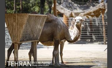 باغ وحش ارم 18