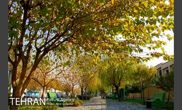 بوستان بنفشه 13