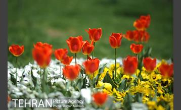 رویش گل های لاله در بوستان گفتگو 25