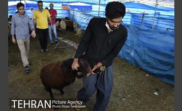 بازدید شهردار تهران از جایگاه های عرضه دام بهداشتی 15