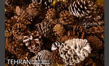 خرید سال نو میلادی در تهران 21