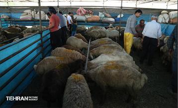 عرضه دام زنده بهداشتی ویژه روز عرفه و عید قربان 1