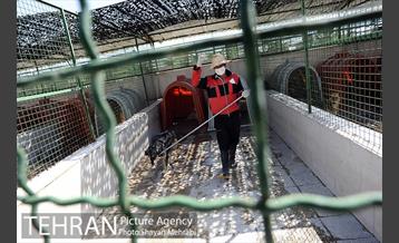 نقاهتگاه سگ های بدون صاحب واقع در آراد کوه 18