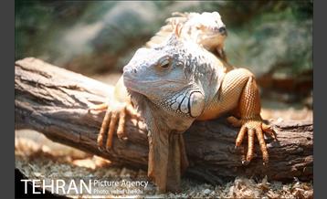 موزه طبیعت و حیات وحش دارآباد 38