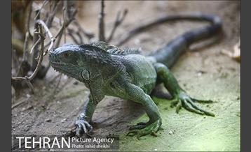 باغ وحش ارم 34