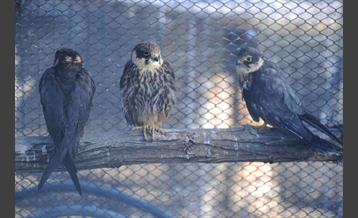 پارک پردیسان 14