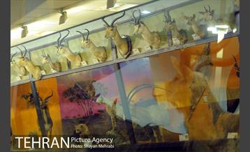 موزه حیات وحش پردیسان 7