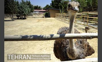 باغ پرندگان 23