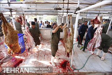 عرضه بهداشتی دام در جایگاه منطقه 2 شهرداری تهران  5
