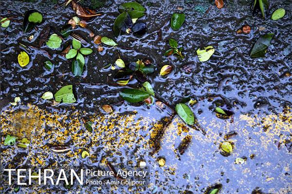باران پاییزی تهران 21