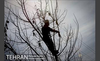 آغاز فصل هرس درختان- 3