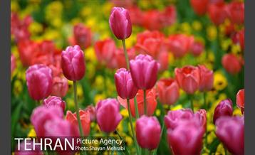 رویش گل لاله در پارک شهر 23