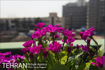 گل آرایی پل سیدخندان 8