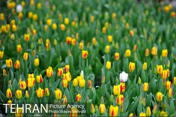 روش گل های لاله در باغ ایرانی 22