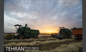 برداشت گندم در مزارع جنوب تهران‎ 11