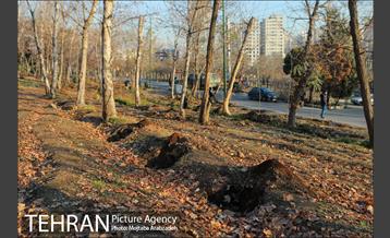 کاشت 2200 اصله نهال در بوستان جنگلی چیتگر 3