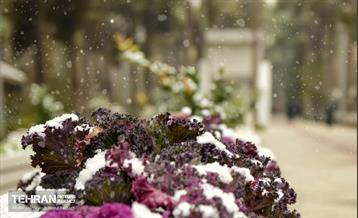 بارش برف زمستانی در منطقه 14