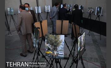 آیین نکوداشت درختان بالای صد سال تهران 22