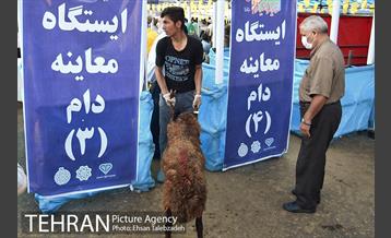 بازدید شهردار تهران از جایگاه های عرضه دام بهداشتی 13