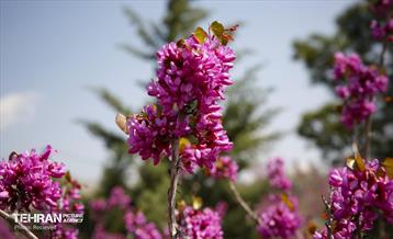 هوای بهاری منطقه 5 18