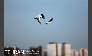 روزهای بهاری دریاچه شهدای خلیج فارس‎ 10