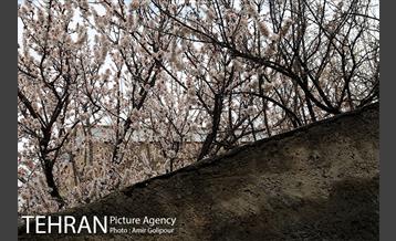 وردیج ، دنیایی از زیبایی 17