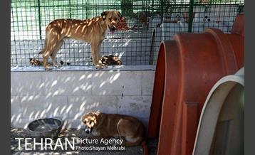 نقاهتگاه سگ های بدون صاحب واقع در آراد کوه 4