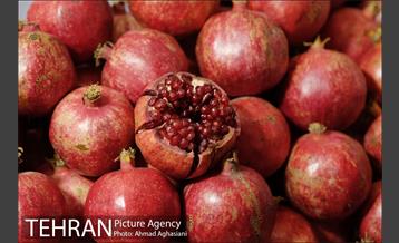 هفتمین جشنواره انار فرهنگسرای اشراق 25