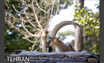 باغ وحش ارم 26