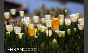 باغ گل لاله های ایرانی در بوستان آبشار تهران‎ 11