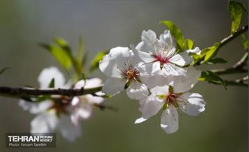 و اینک بهار 18