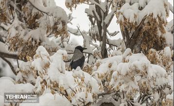 روایت مه‌و‌برف در بوستان سنگی تهران  40