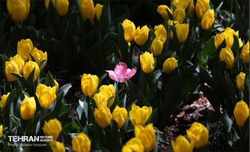 باغ ایرانی میزبان لاله‌ها 12