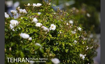 بوستان جوانمردان 3