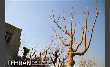 عملیات هرس درختان درمعابر و بوستانهای مناطق تهران 16