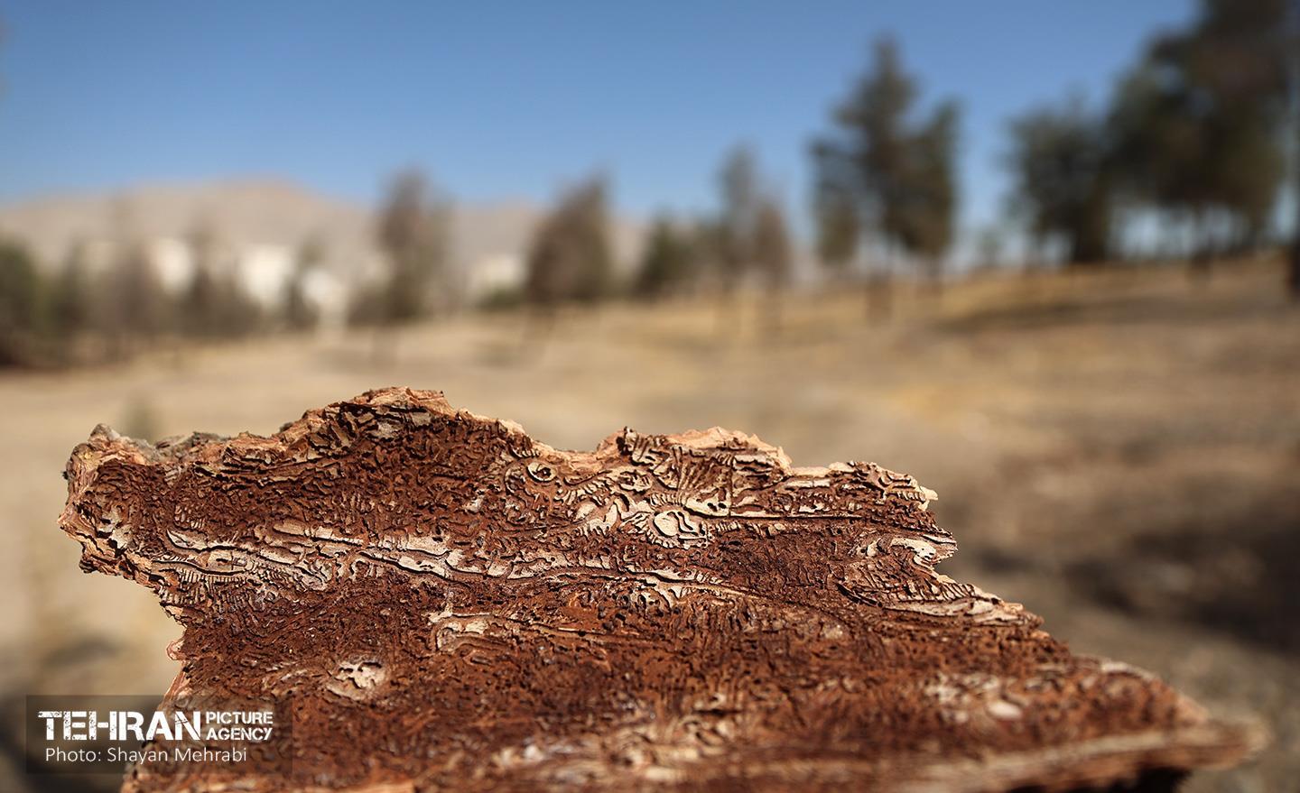 بازدید اصحاب رسانه از روند انجام عملیات احیای چیتگر 51