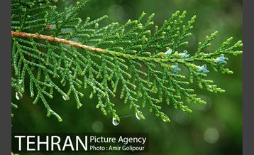 تهران بهاری 1