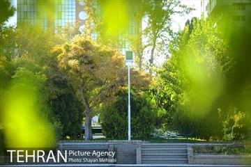 بوستان هنرمندان (ایرانشهر) 16
