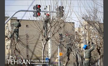 آغاز فصل هرس درختان- 3