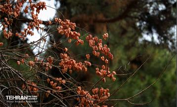 سمفونی رنگ های پاییزی - پارک ملت 20