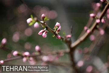 بهار در تهران 24