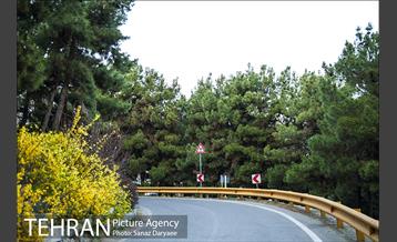 بوستان جنگلی لویزان 1