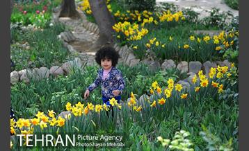 رویش گل های لاله در باغ ایرانی 6