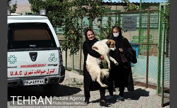 نقاهتگاه سگ های بدون صاحب واقع در آراد کوه 42