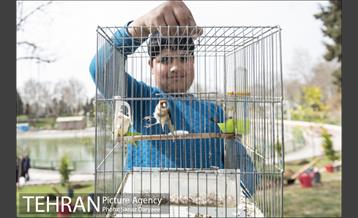 درختکاری و لانه گذاری کبوتر در بوستان بعثت 9