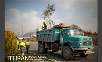 آغاز فصل هرس درختان 10