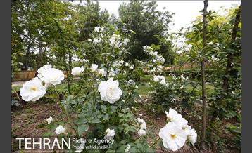 بوستان پلیس 6